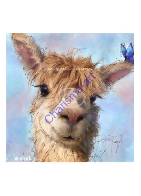 Al Paca Alpaca/Llama
