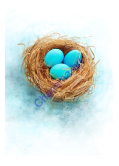 Great Eggspectations ORIGINAL DIGITAL PAINTING